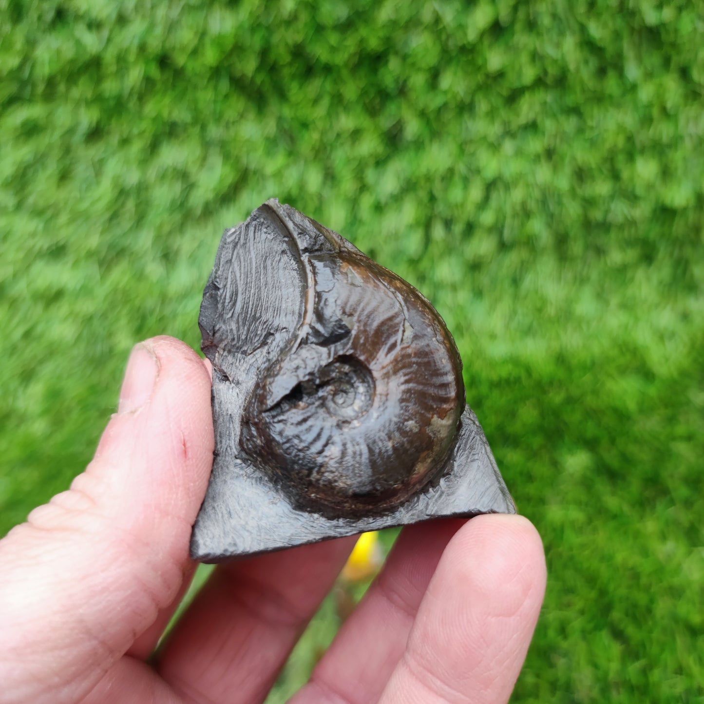 Eleganticeras ammonitte fossil Whitby Yorkshire