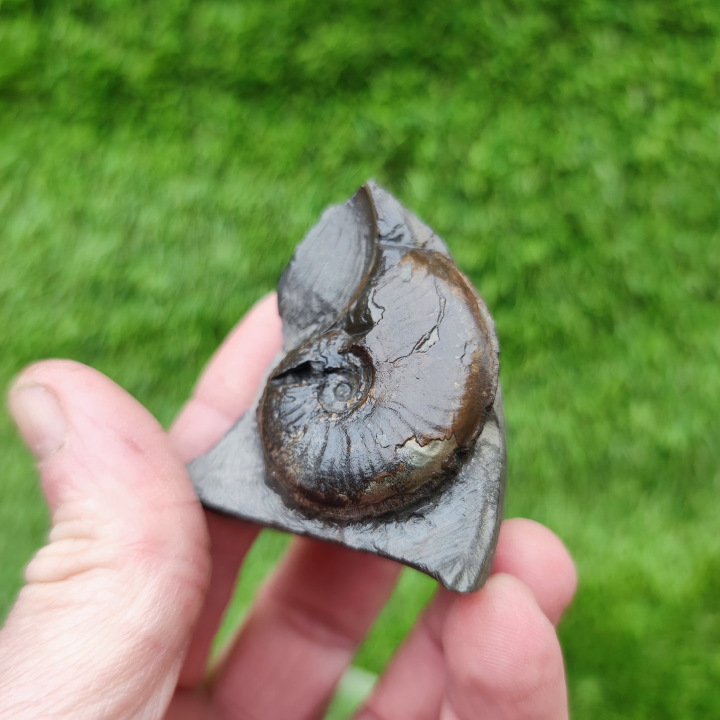 Eleganticeras ammonitte fossil Whitby Yorkshire