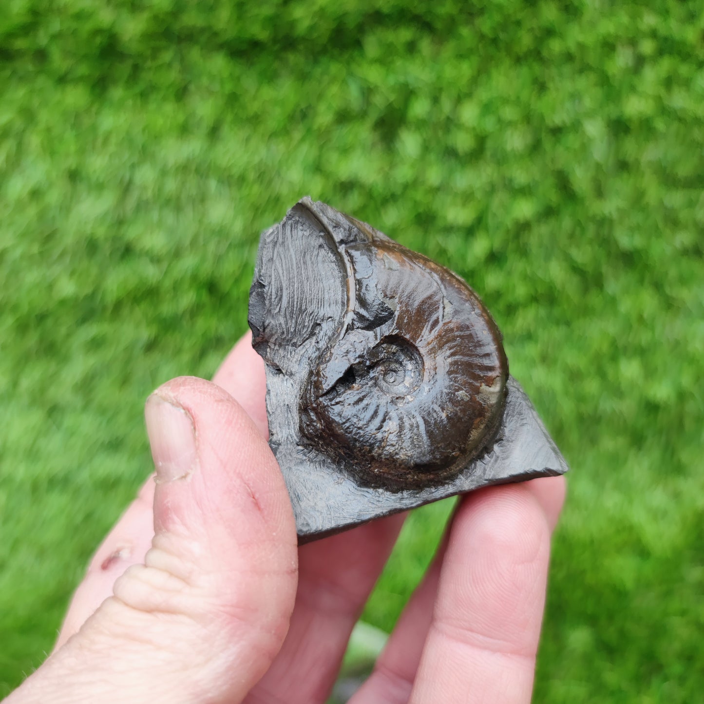 Eleganticeras ammonitte fossil Whitby Yorkshire
