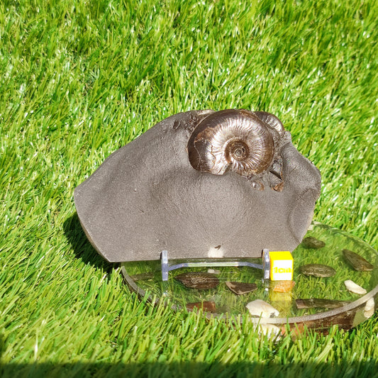 Eleganticeras ammonite fossil Whitby Juurassic coast