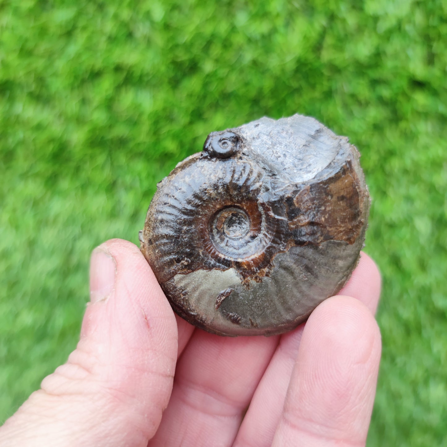 Eleganticeras ammonite fossil Whitby Yorkshire Your Fossil