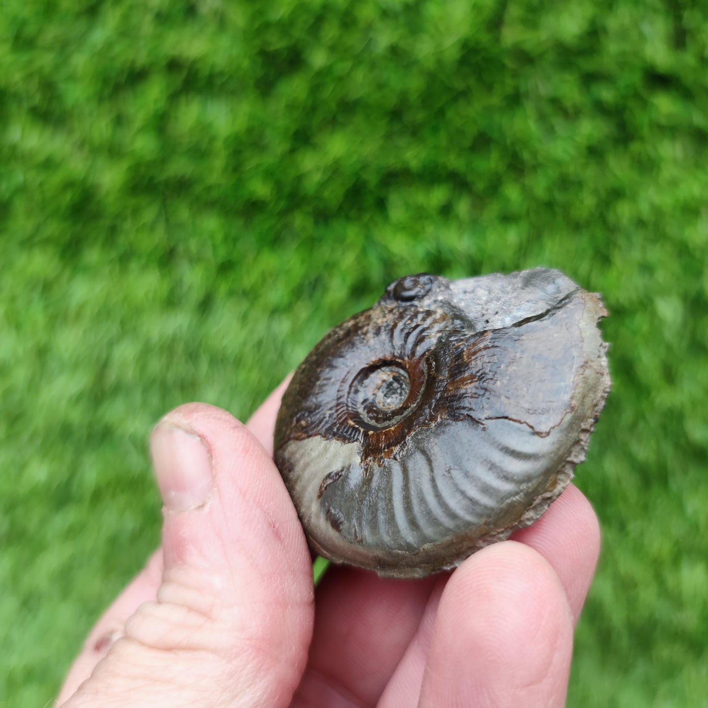 Eleganticeras ammonite fossil Whitby Yorkshire Your Fossil