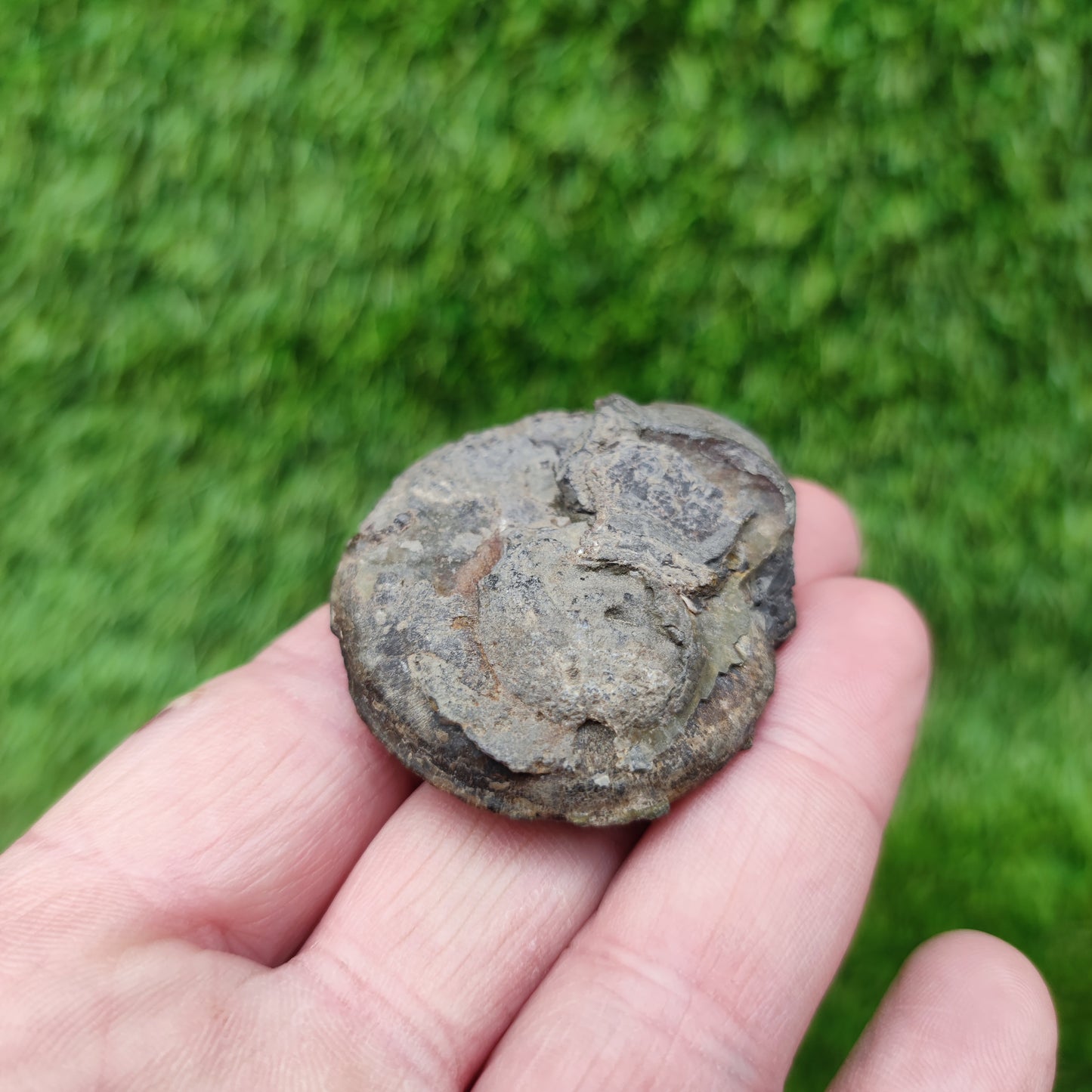 Eleganticeras ammonite fossil Whitby Yorkshire Your Fossil