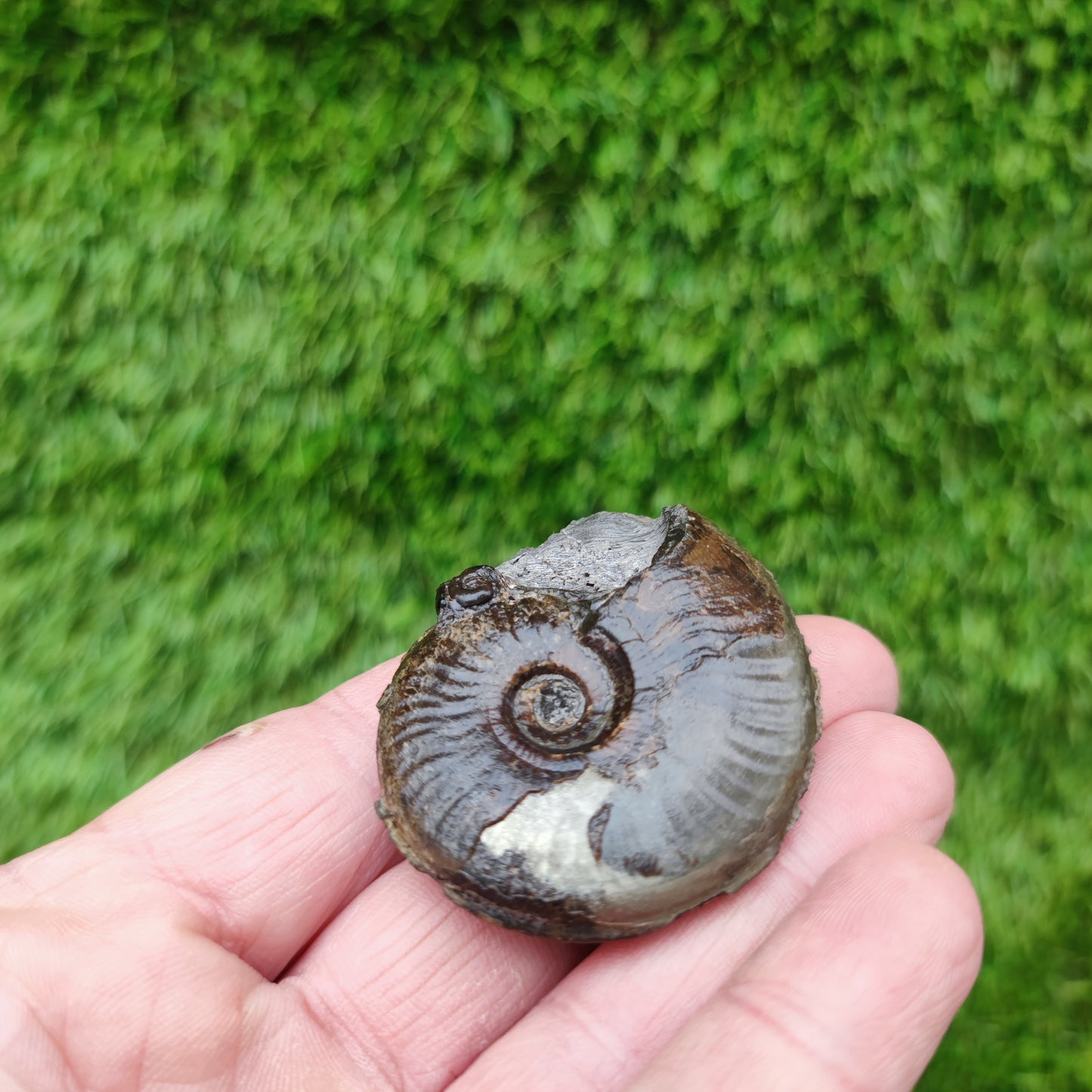 Eleganticeras ammonite fossil Whitby Yorkshire Your Fossil