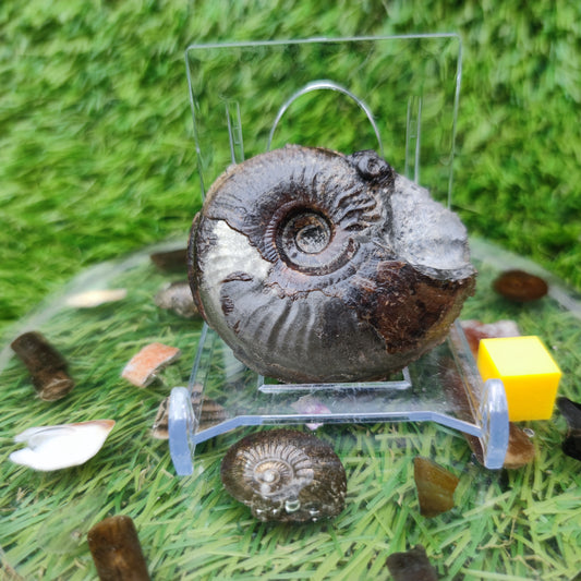 Eleganticeras ammonite fossil Whitby Yorkshire Your Fossil