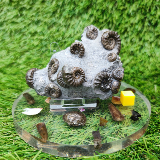 Lower lias euagassiceras ammonite fossil multi block