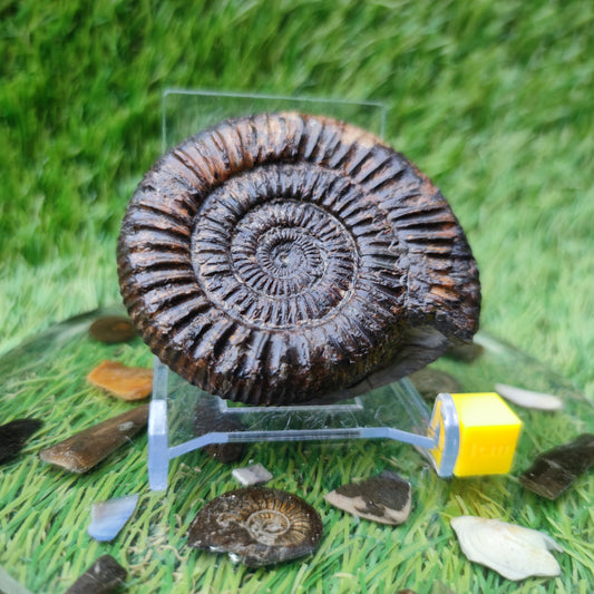 Dactylioceras ammonite fossil Port Mulgrave Yorkshire