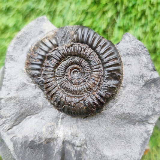 Ammonite fossil dactylioceras with calcite crystal Whitby Jurassic coast