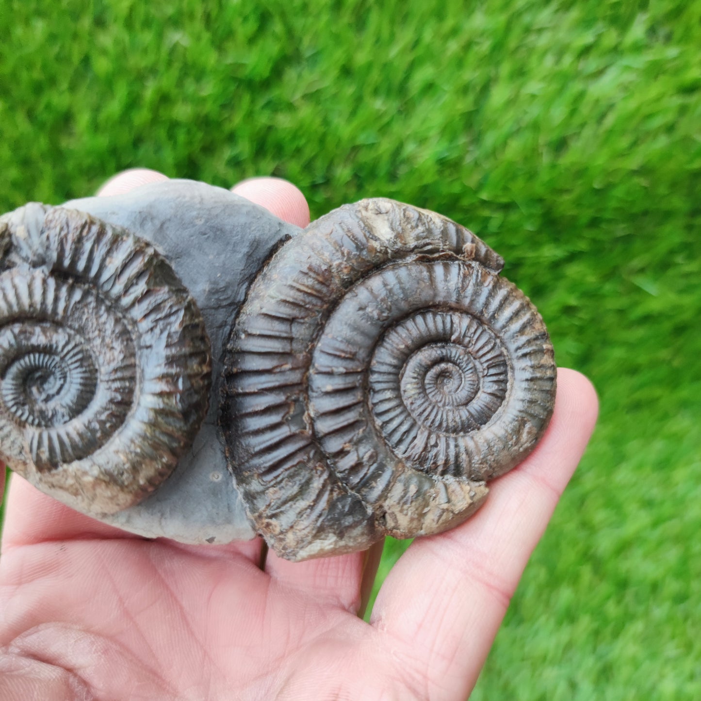 Double dactylioceras ammonite fossil double Whitby Jurassic coast