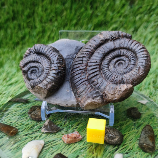Double dactylioceras ammonite fossil double Whitby Jurassic coast