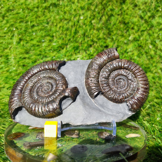 Dactylioceras ammonite fossil duo Whitby Yorkshire
