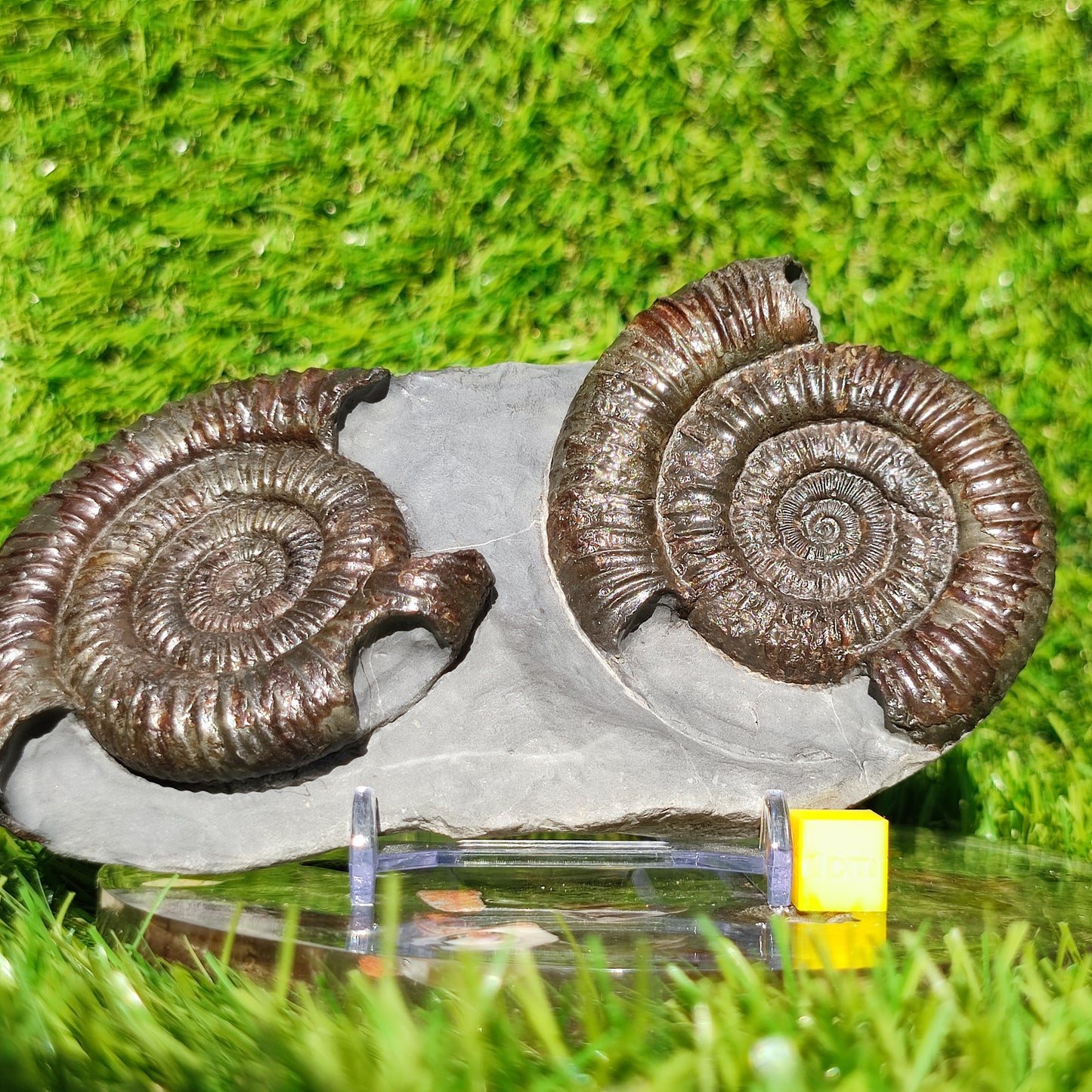 Dactylioceras ammonite fossil duo Whitby Yorkshire