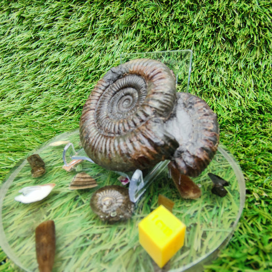 Ammonite fossil dactylioceras peronoceras rare duo