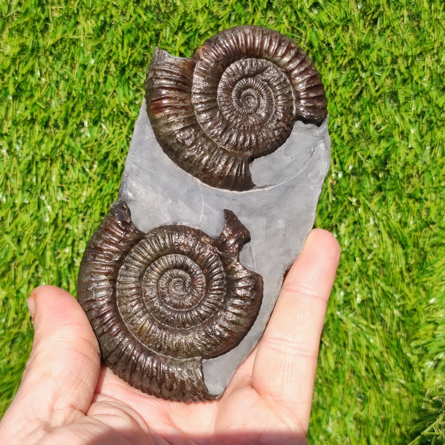 Dactylioceras ammonite fossil duo Whitby Yorkshire