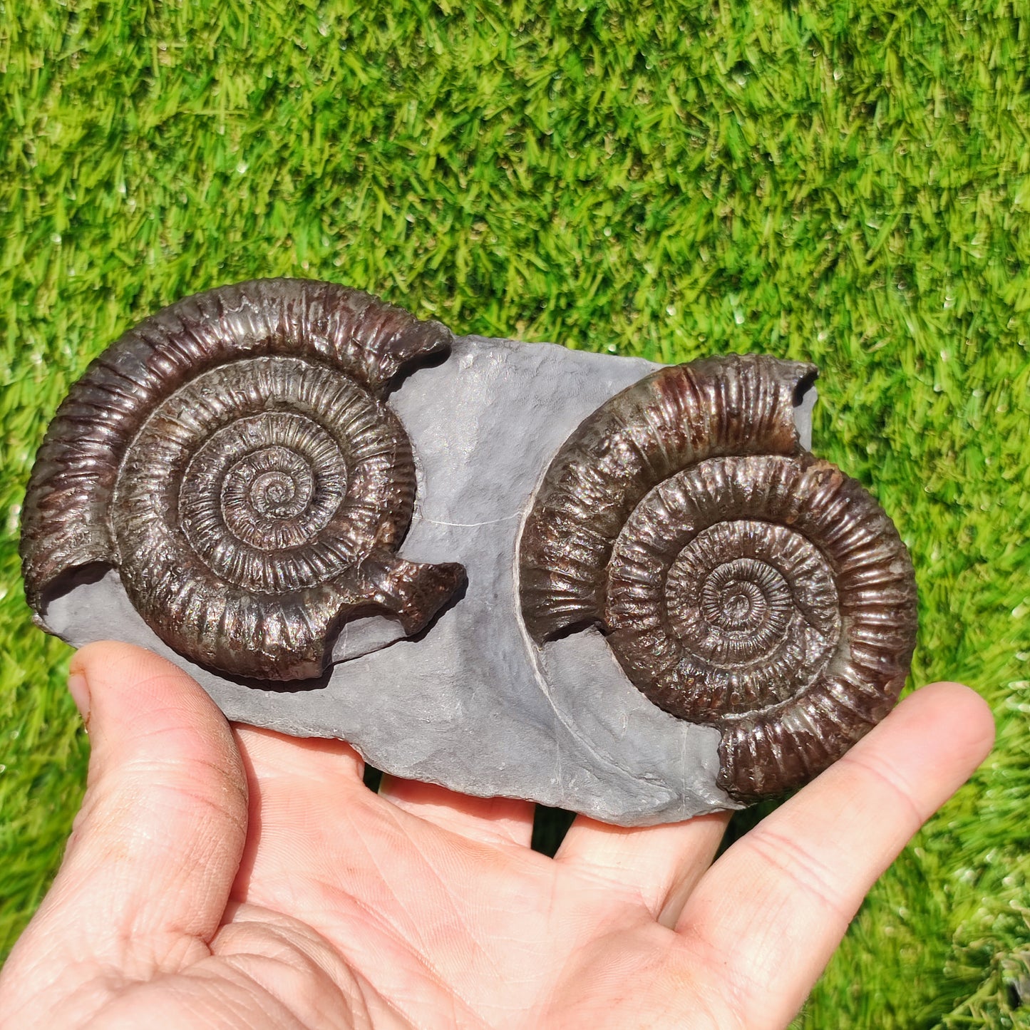 Dactylioceras ammonite fossil duo Whitby Yorkshire