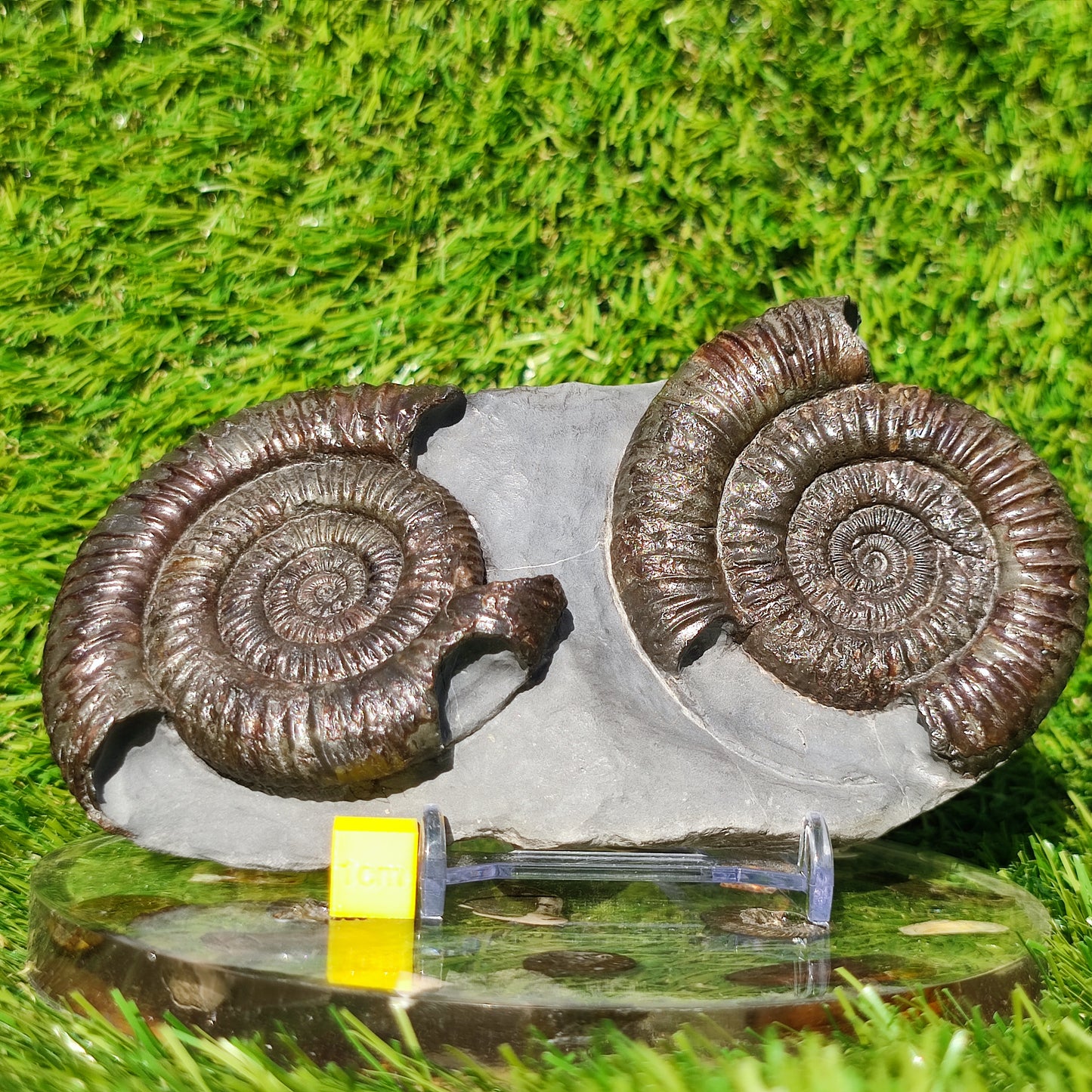 Dactylioceras ammonite fossil duo Whitby Yorkshire