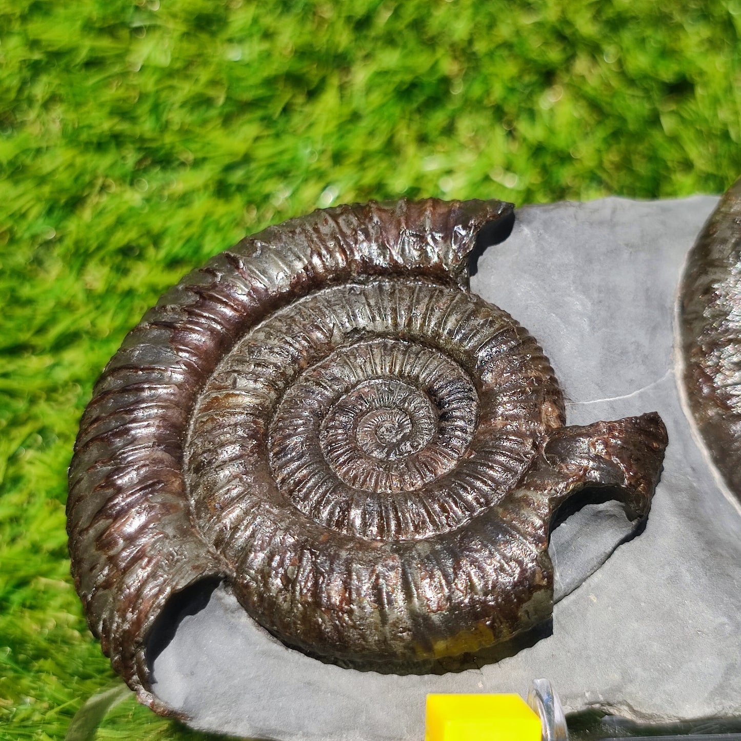 Dactylioceras ammonite fossil duo Whitby Yorkshire