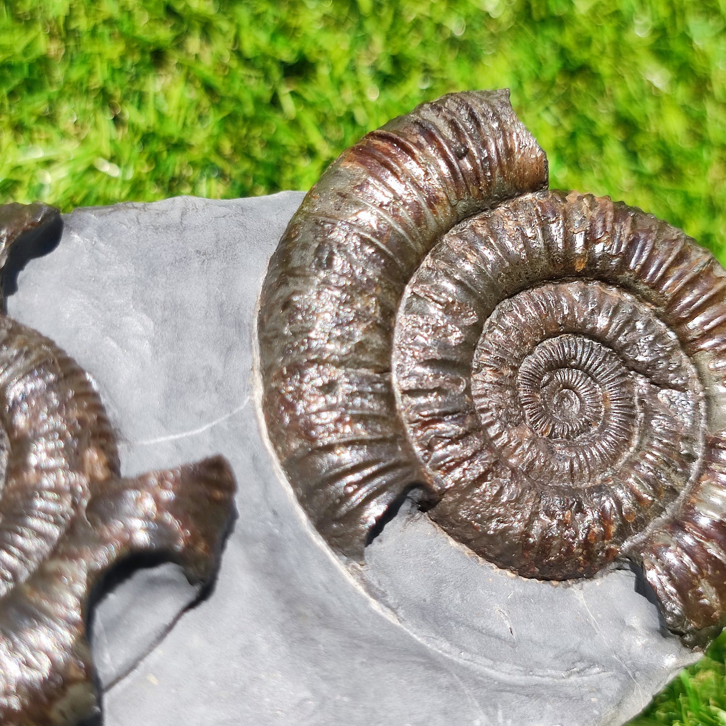 Dactylioceras ammonite fossil duo Whitby Yorkshire