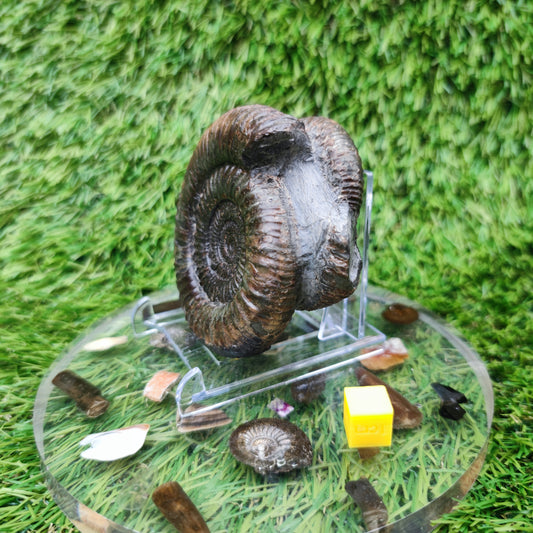 Fossil ammonite duo pair dactylioceras Whitby Jurassic coast