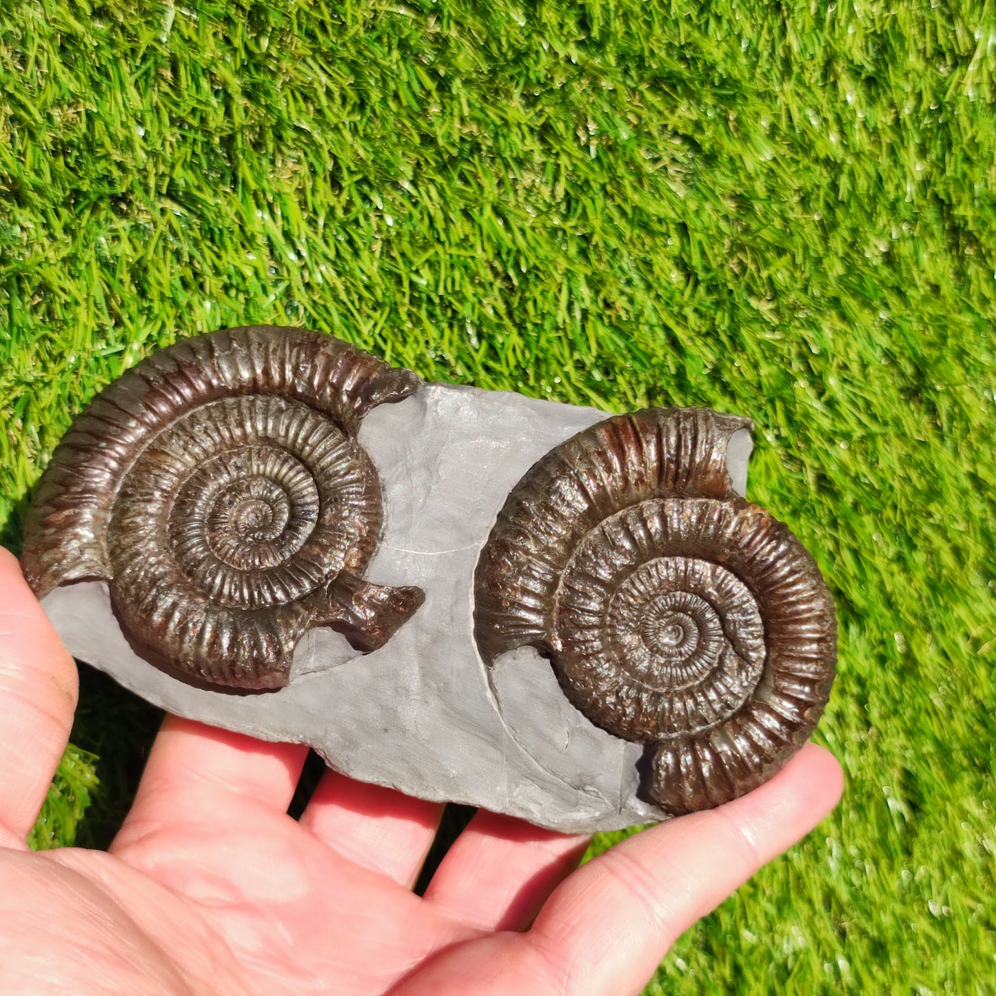Dactylioceras ammonite fossil duo Whitby Yorkshire