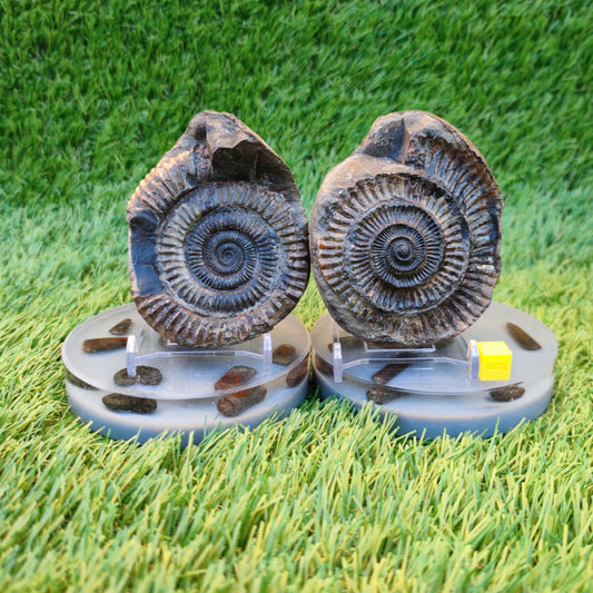 Ammonite  fossil split pair Whitby Yorkshire Jurassic coast