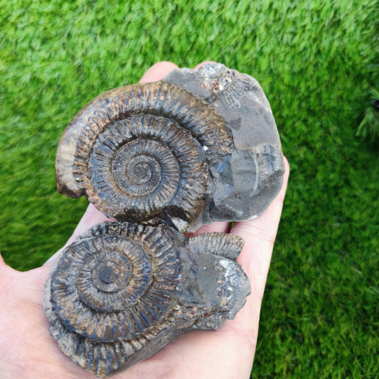Dactylioceras ammonite fossil split pair