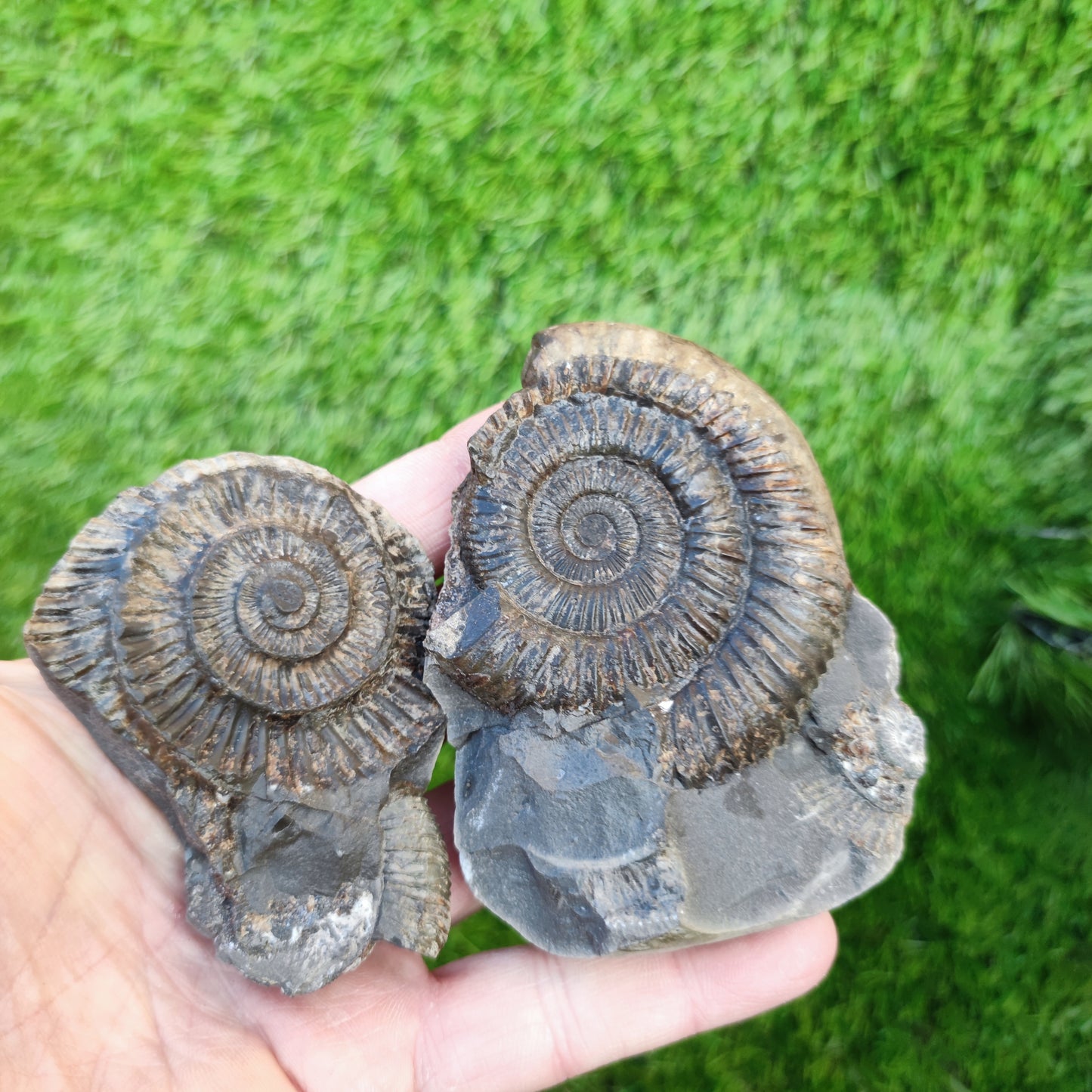Dactylioceras ammonite fossil split pair