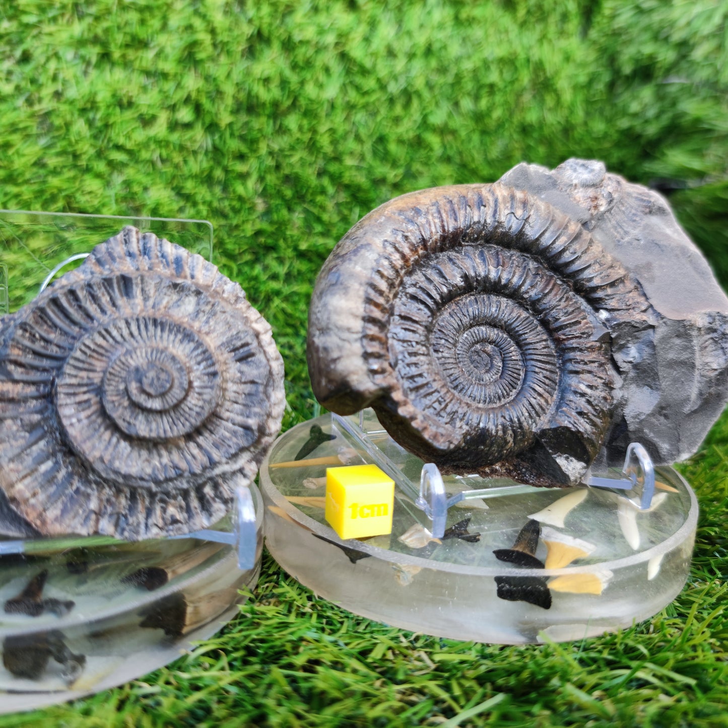 Dactylioceras ammonite fossil split pair