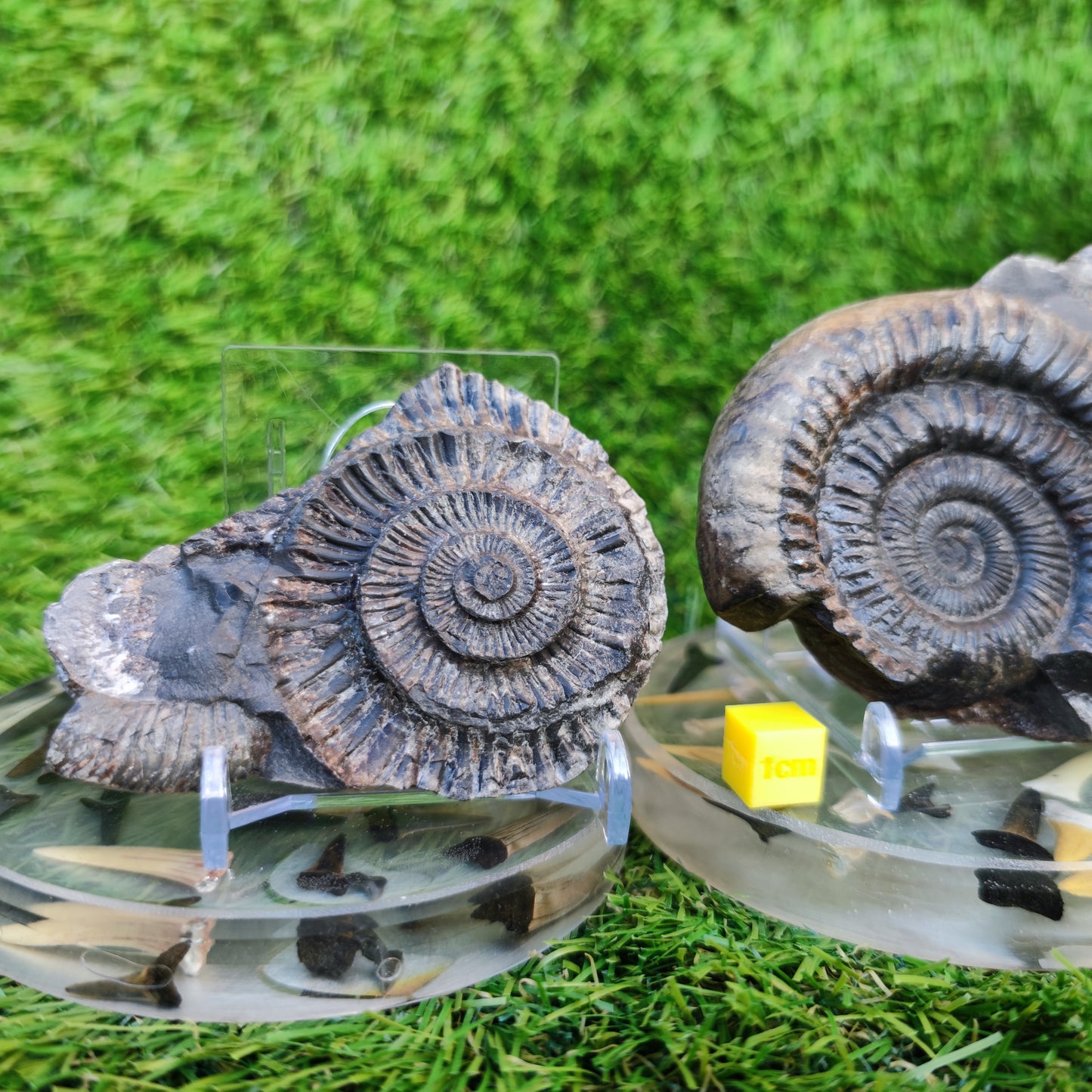 Dactylioceras ammonite fossil split pair
