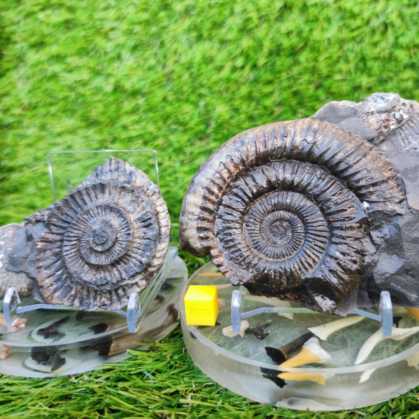 Dactylioceras ammonite fossil split pair