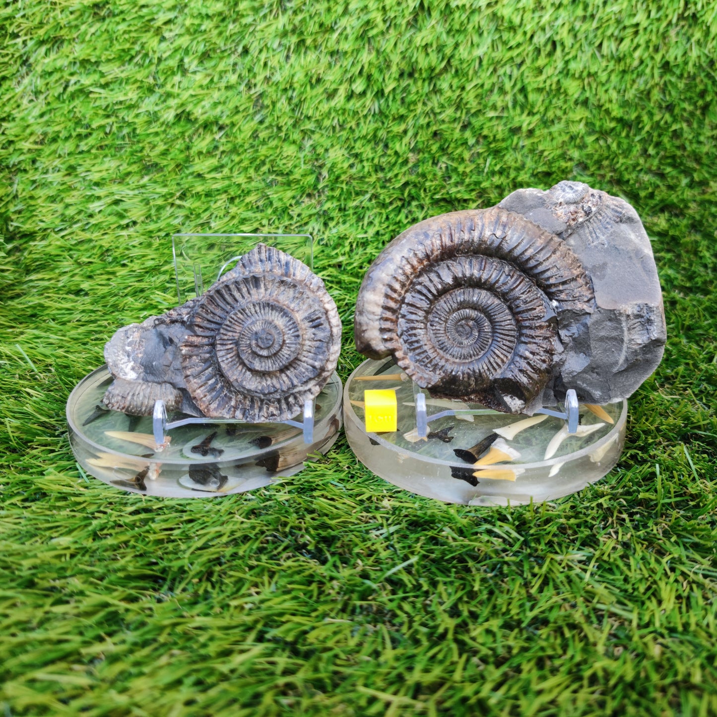 Dactylioceras ammonite fossil split pair
