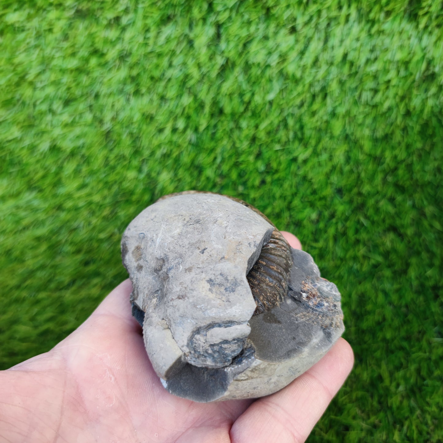 Dactylioceras ammonite fossil split pair