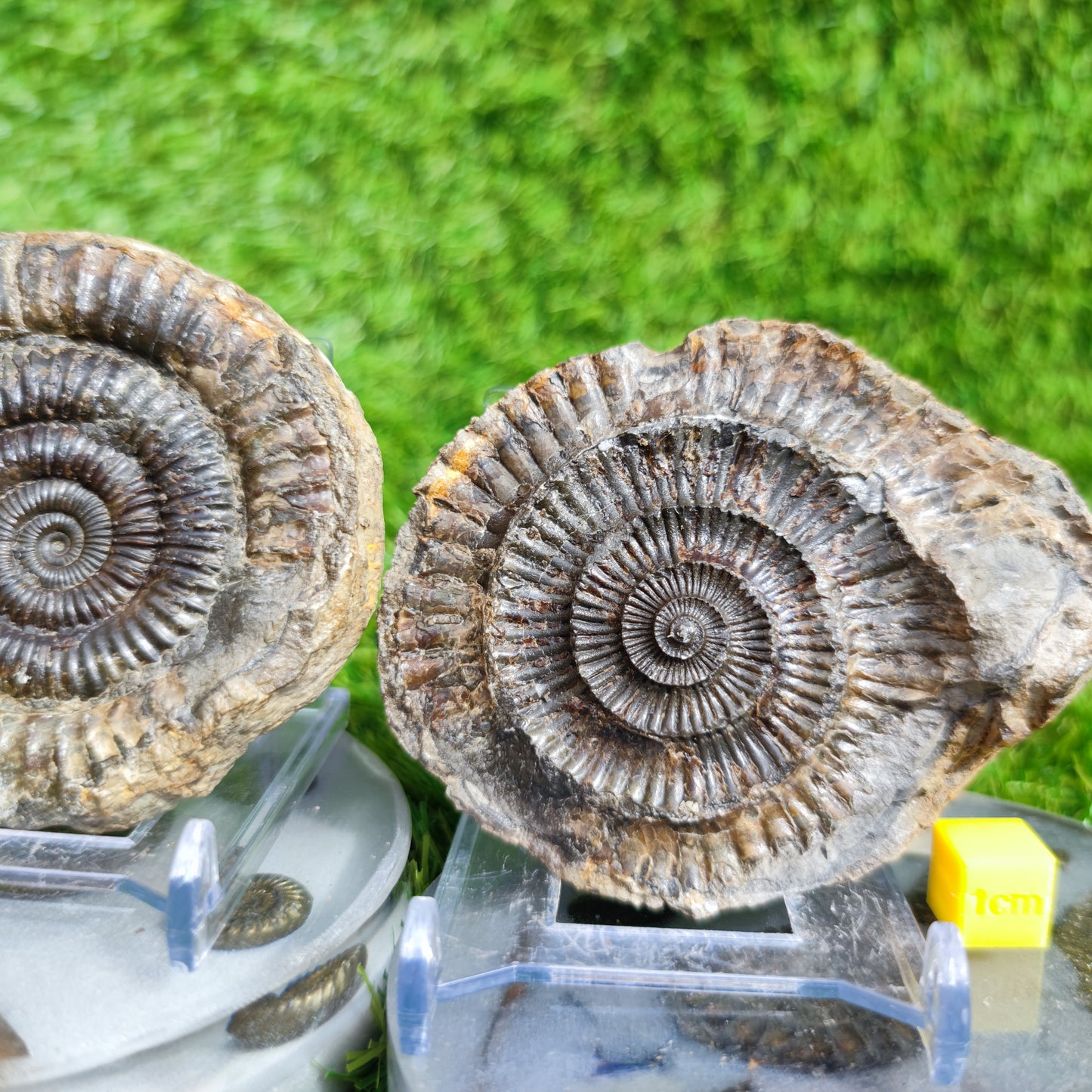 Ammonite fossil split pair Port Mulgrave Yorkshire UK