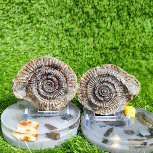 Ammonite fossil split pair Port Mulgrave Yorkshire UK