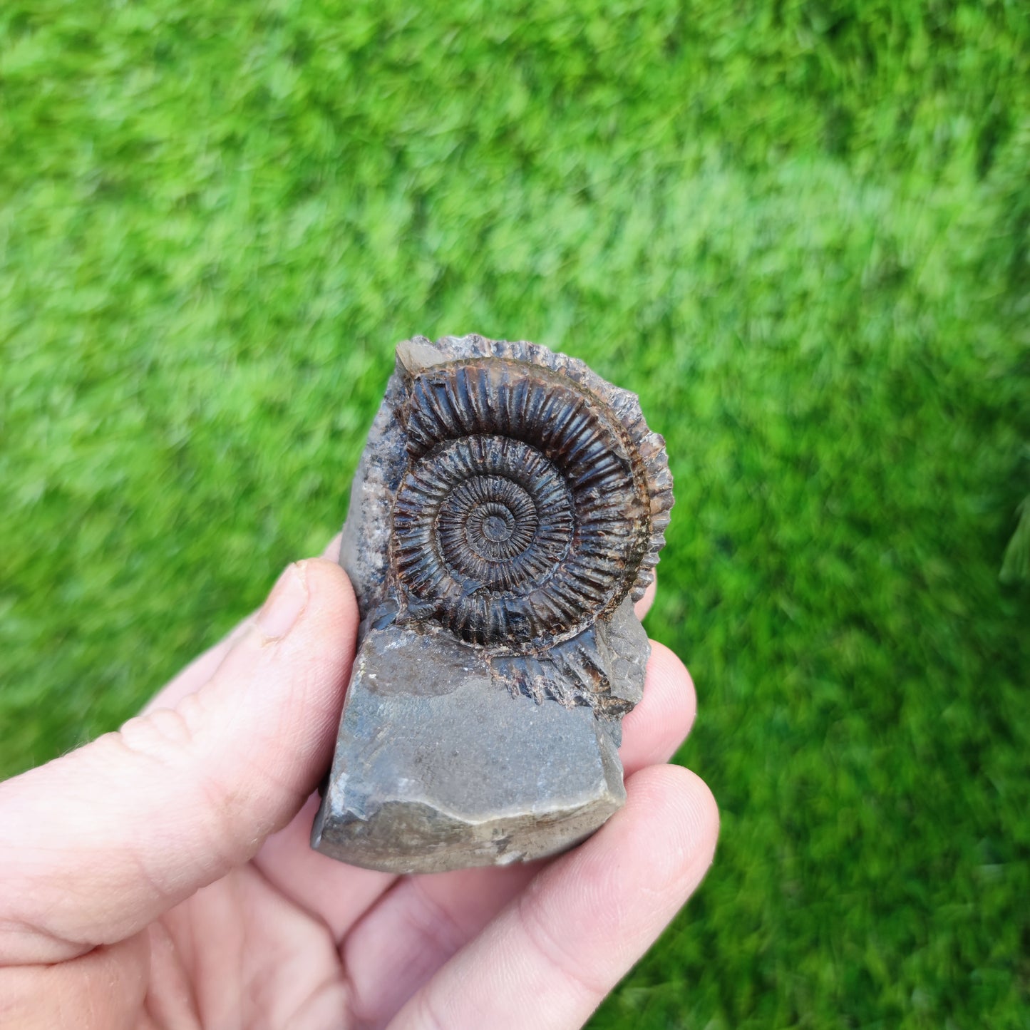 Jurassic coast ammonite fossil Yorkshire