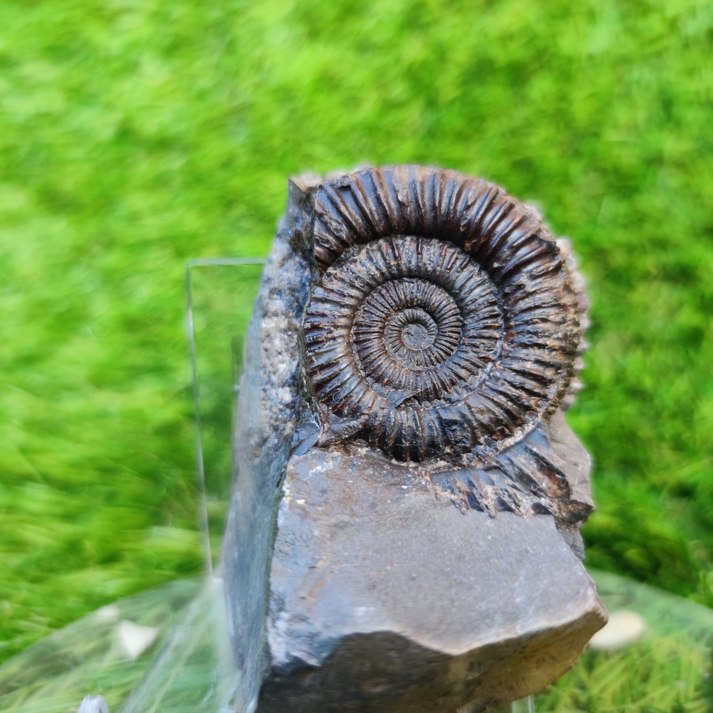 Jurassic coast ammonite fossil Yorkshire