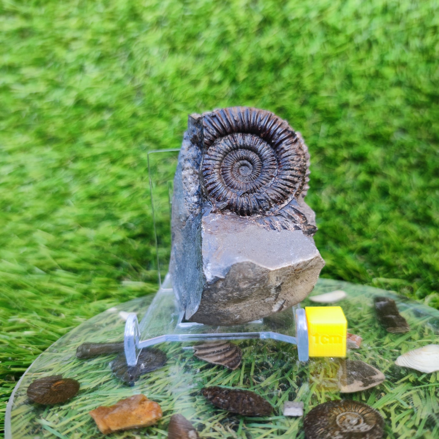 Jurassic coast ammonite fossil Yorkshire