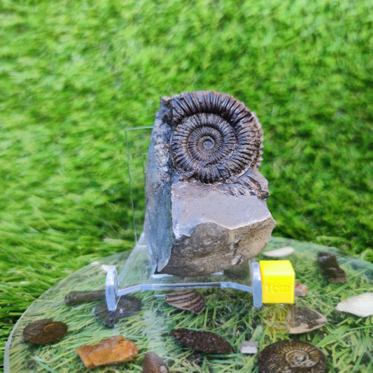Jurassic coast ammonite fossil Yorkshire