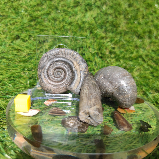Fossil bundle Hildoceras ammonite Belemnite Gryphea