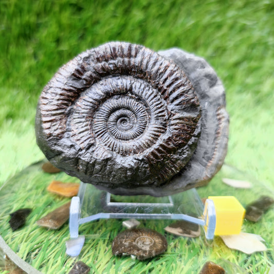 Yorkshire ammonite fossil