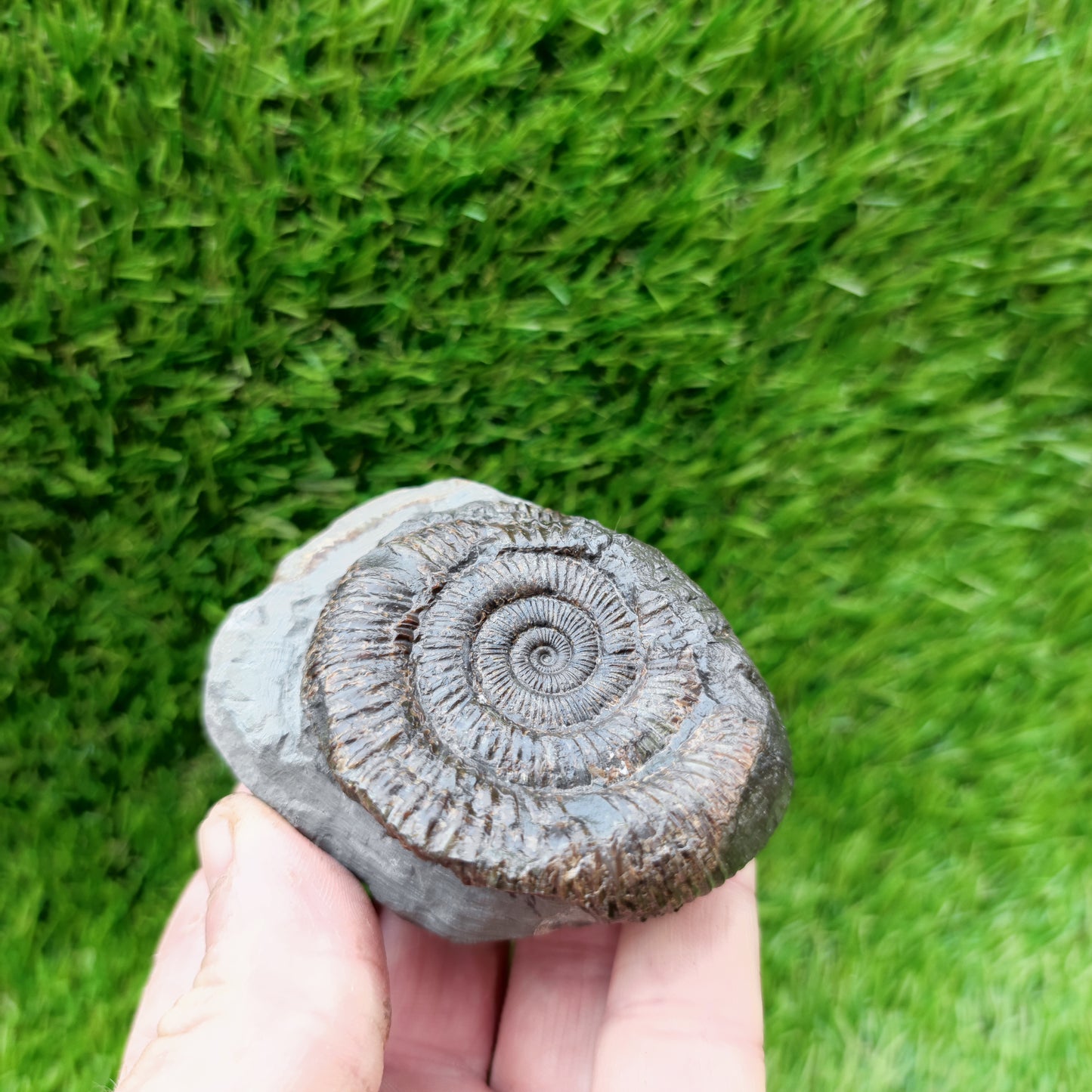 Yorkshire ammonite fossil