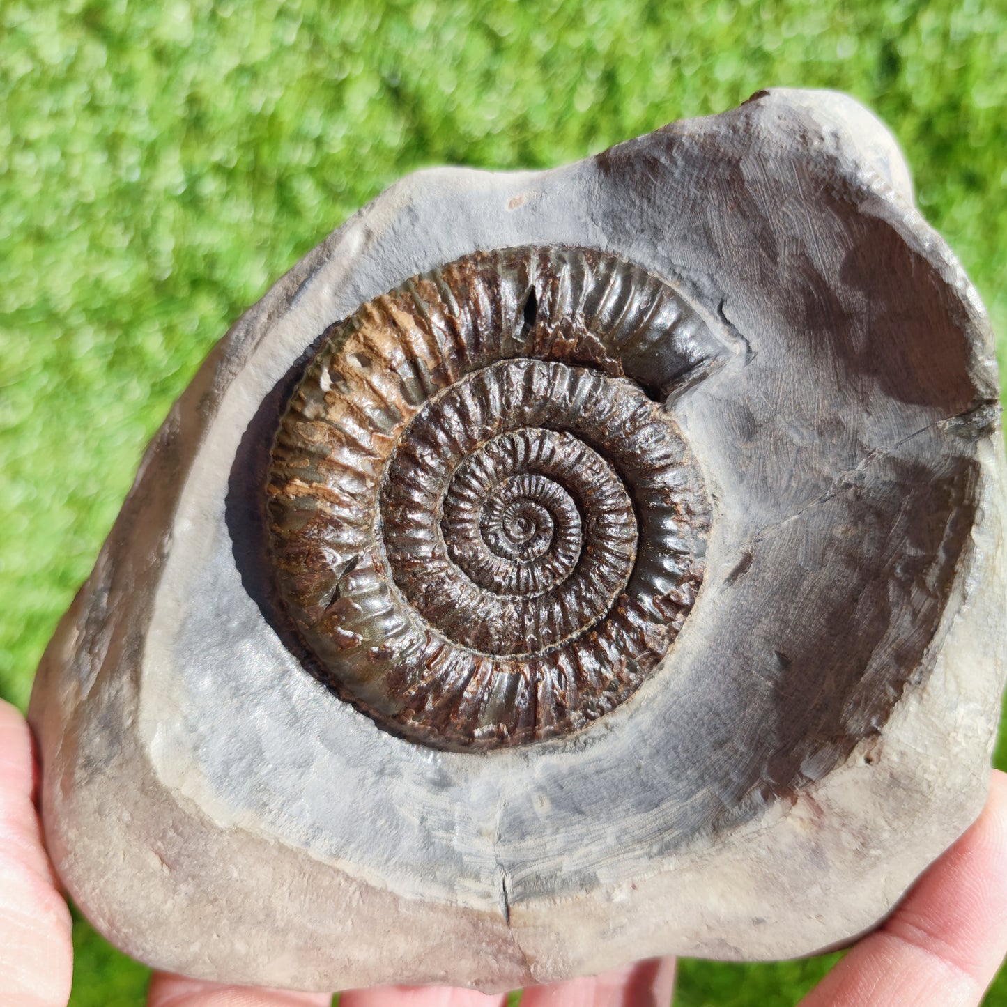 Ammonite fossil in large limestone rock Dactylioceras Yorkshire