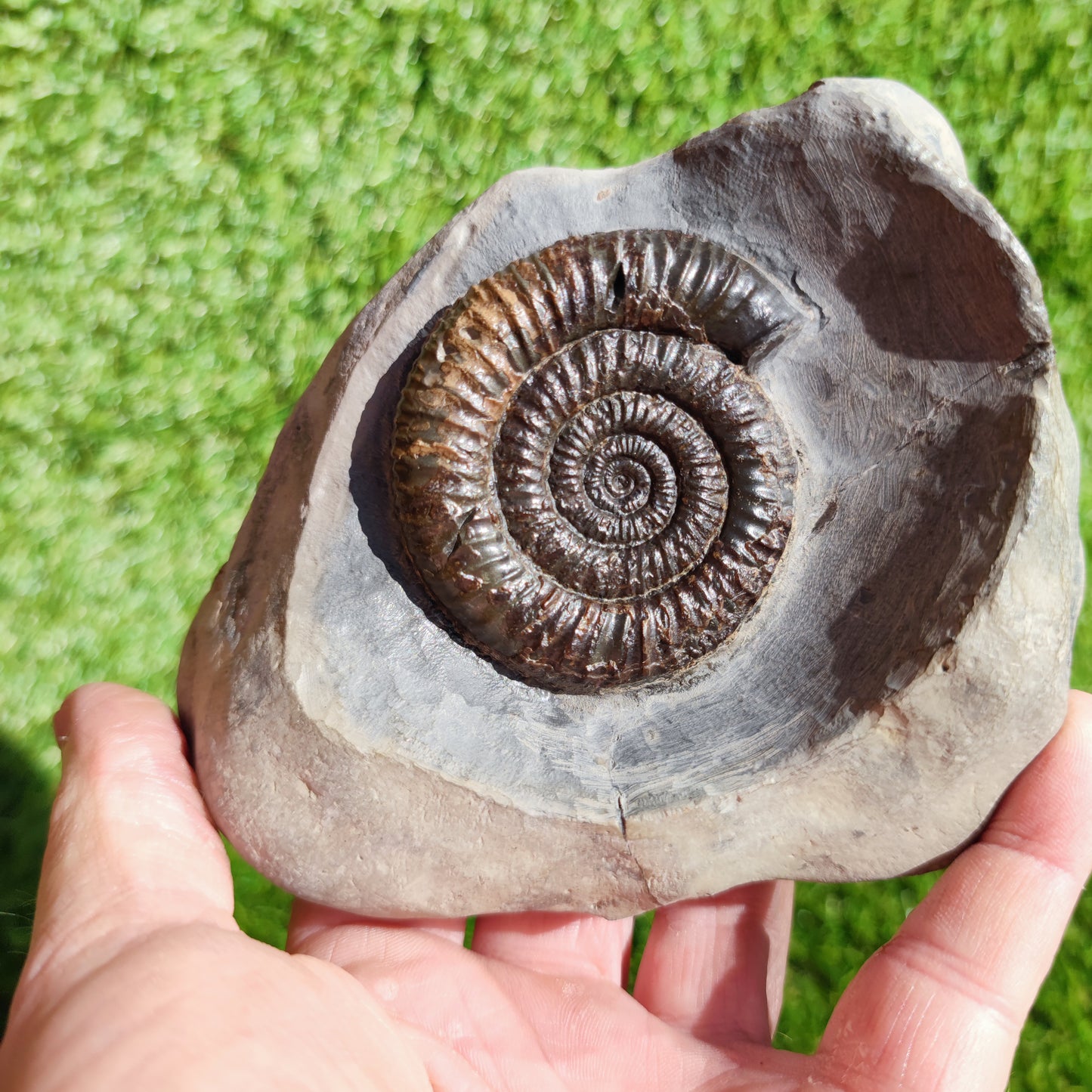 Ammonite fossil in large limestone rock Dactylioceras Yorkshire