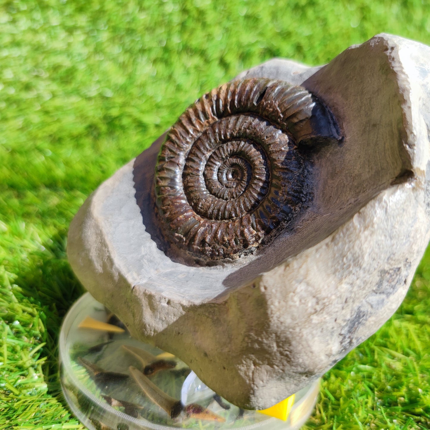 Ammonite fossil in large limestone rock Dactylioceras Yorkshire