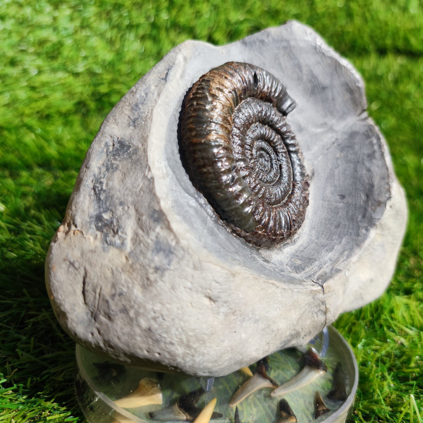 Ammonite fossil in large limestone rock Dactylioceras Yorkshire