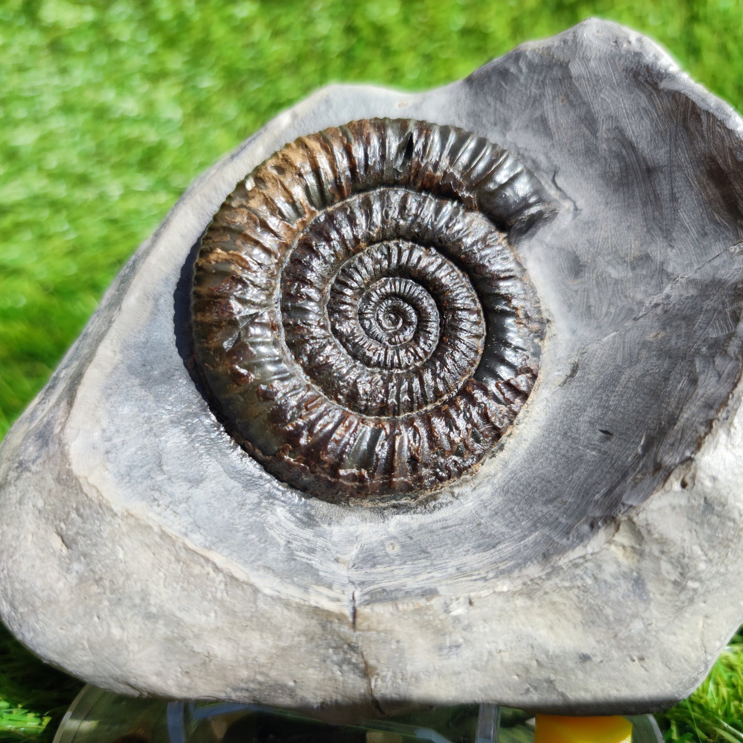 Ammonite fossil in large limestone rock Dactylioceras Yorkshire