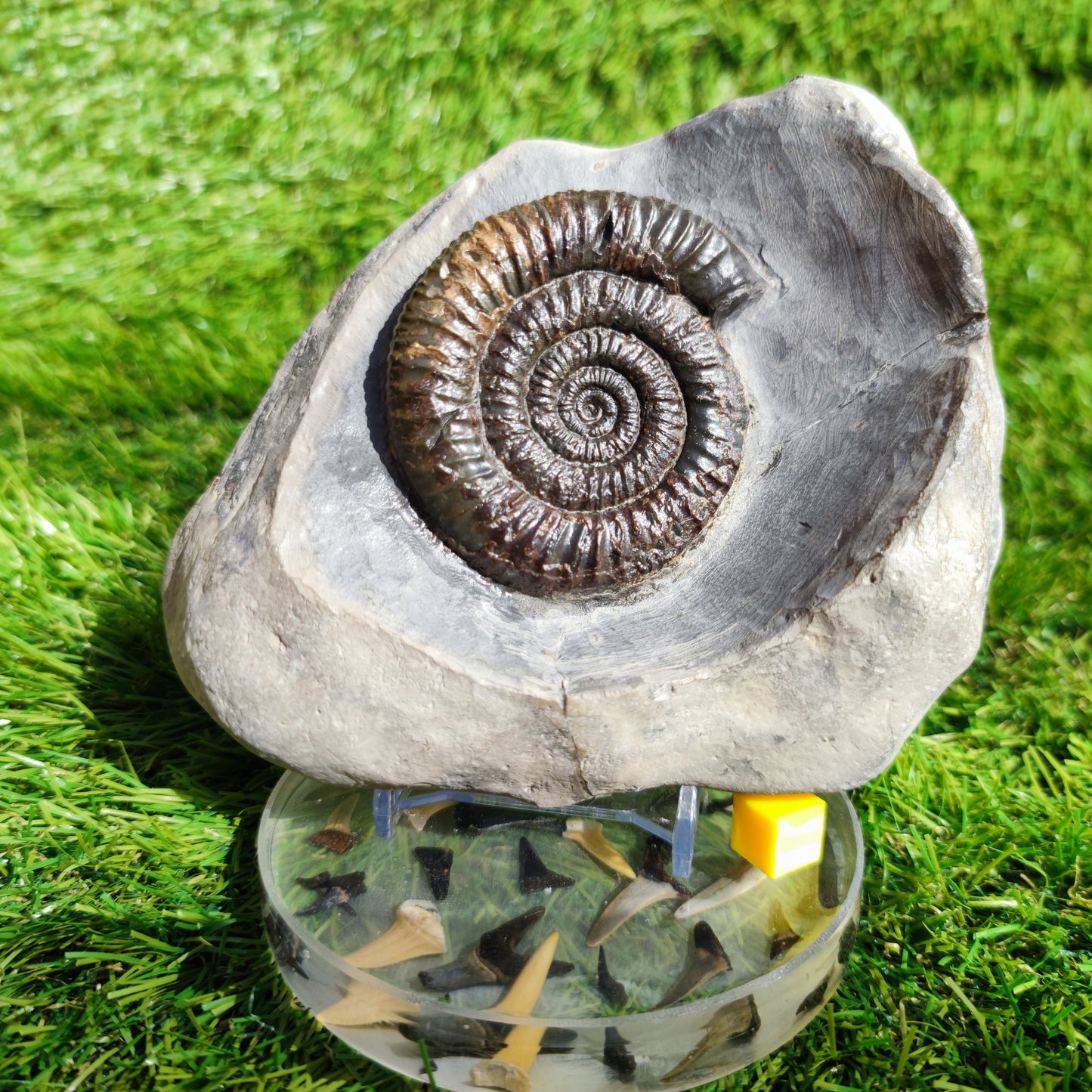 Ammonite fossil in large limestone rock Dactylioceras Yorkshire