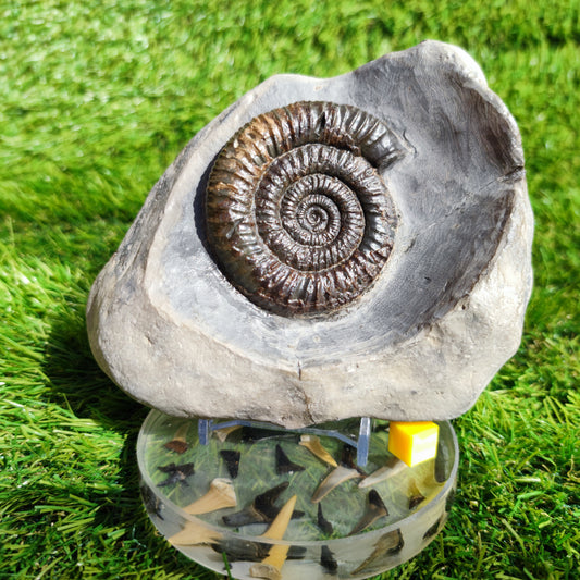Ammonite fossil in large limestone rock Dactylioceras Yorkshire