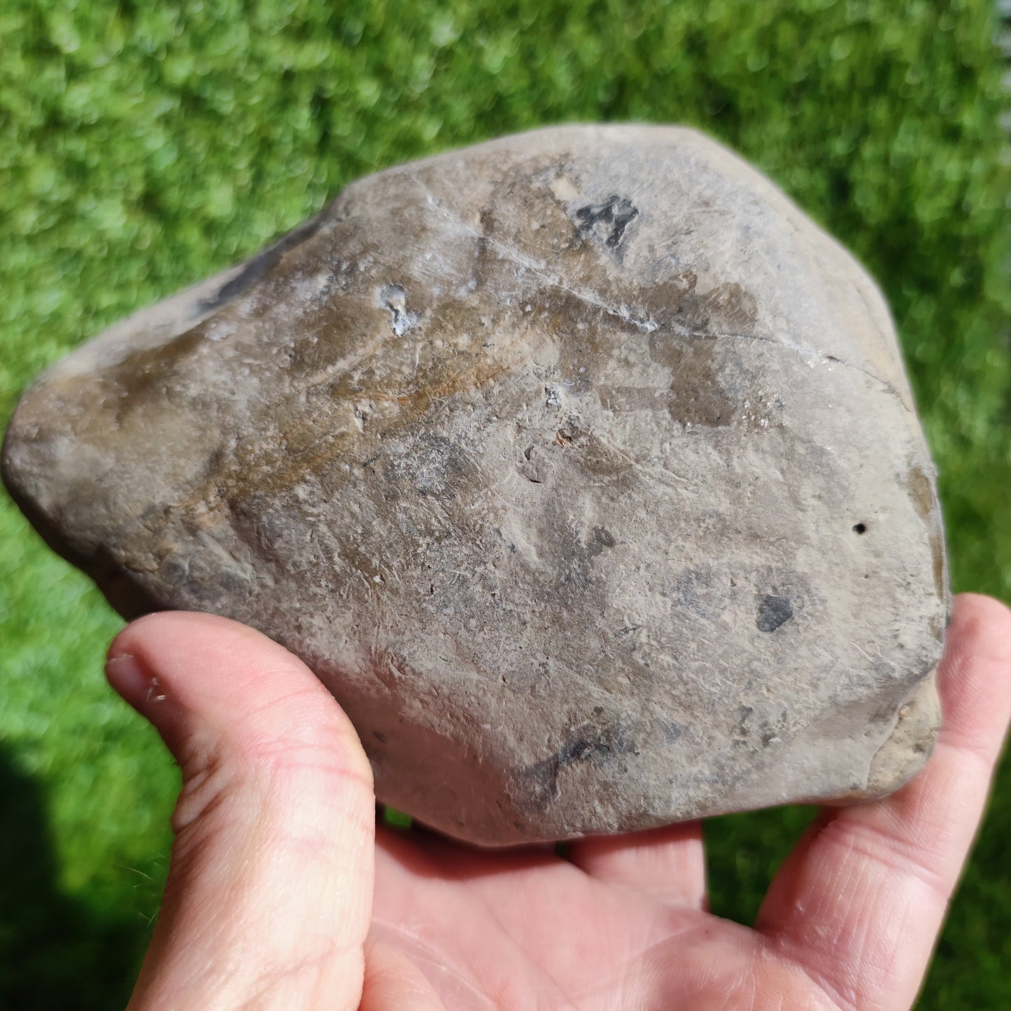 Ammonite fossil in large limestone rock Dactylioceras Yorkshire
