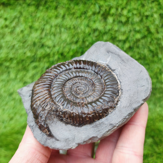 Fossil in limestone rock Whitby ammonite